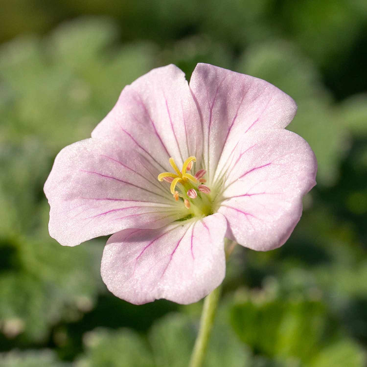 Geranium Plant 'Dreamland'