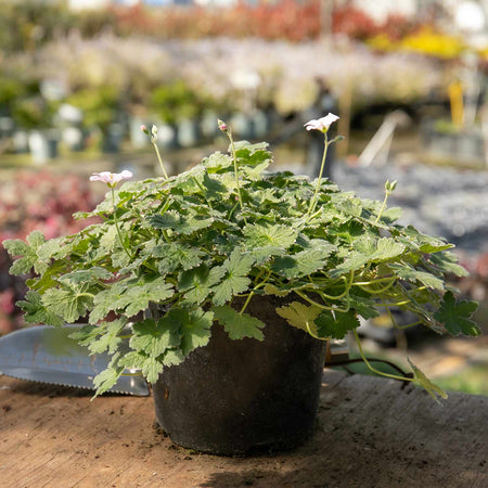 Geranium Plant 'Dreamland'