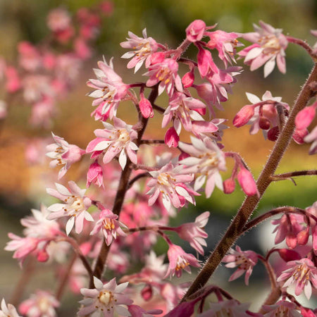 Heucherella Plant 'Pink Fizz'