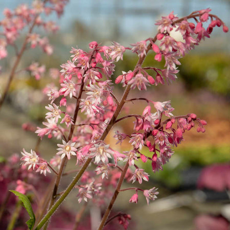 Heucherella Plant 'Pink Fizz'