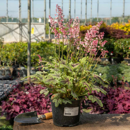 Heucherella Plant 'Pink Fizz'