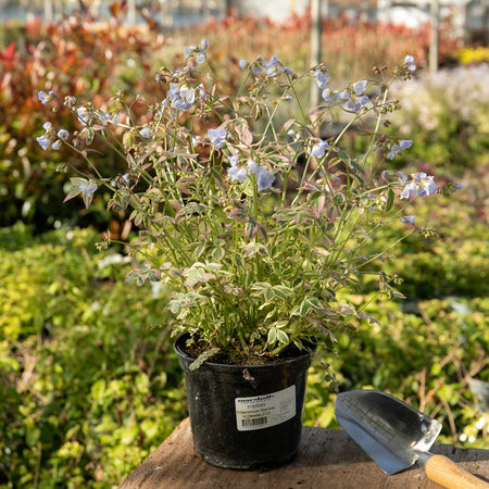 Polemonium Plant 'Stairway To Heaven'