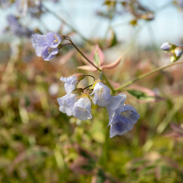 Polemonium Plant 'Stairway To Heaven'