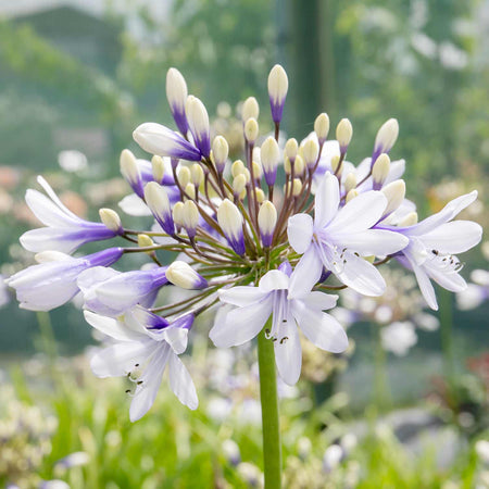 Agapanthus Plant 'Twister'