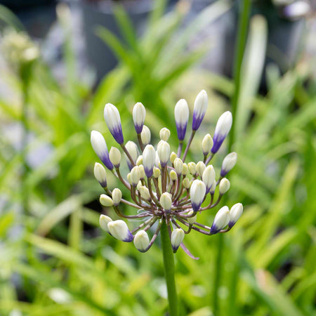 Agapanthus Plant 'Twister'