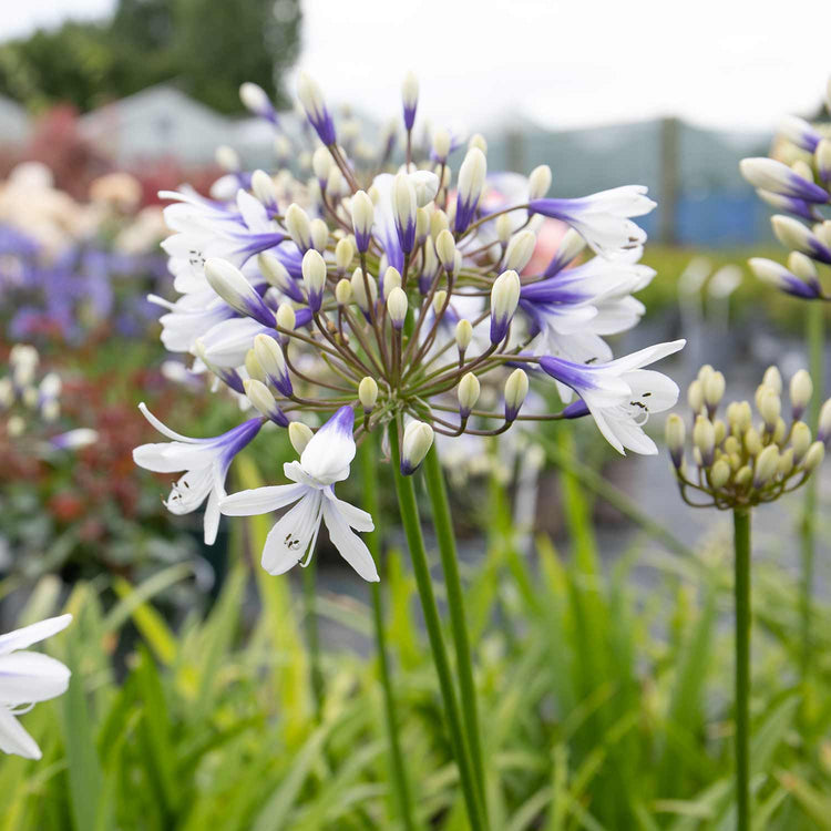 Agapanthus Plant 'Twister'