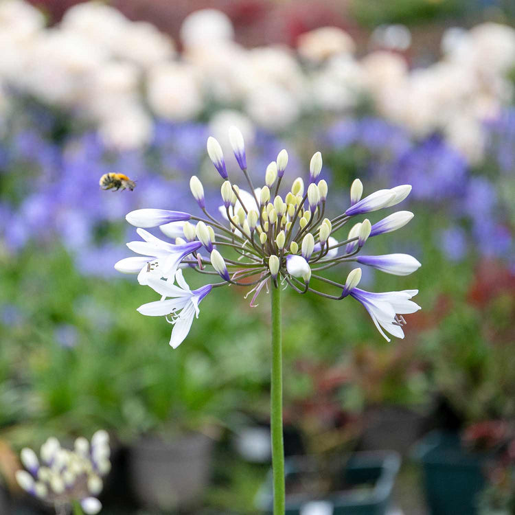 Agapanthus Plant 'Twister'