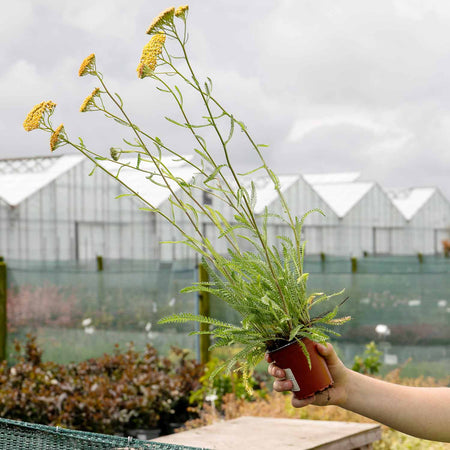 Achillea Plant 'Terracotta'