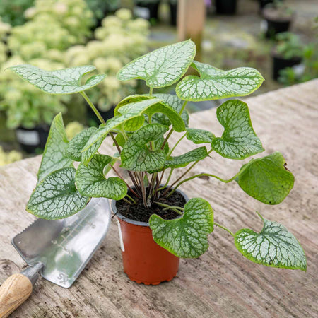 Brunnera Plant 'Macrophylla Jack Frost'