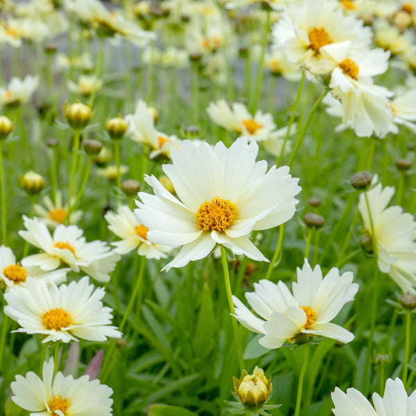 Coreopsis Plant 'Uptick Cream'