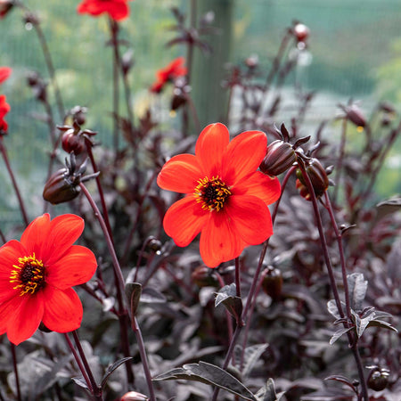 Dahlia Plant 'Mystic Enchantment'