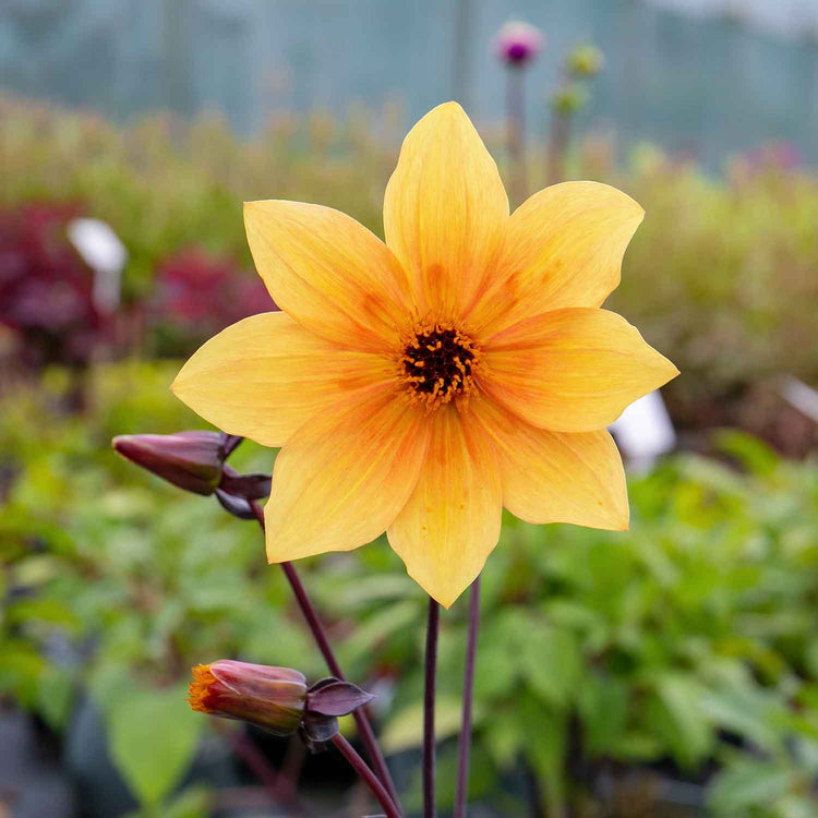 Dahlia Plant 'Mystic Spirit'