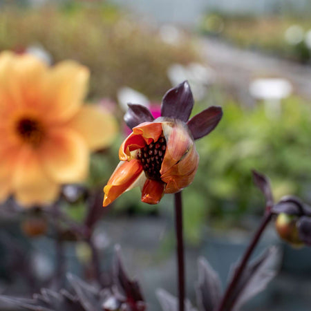 Dahlia Plant 'Mystic Spirit'