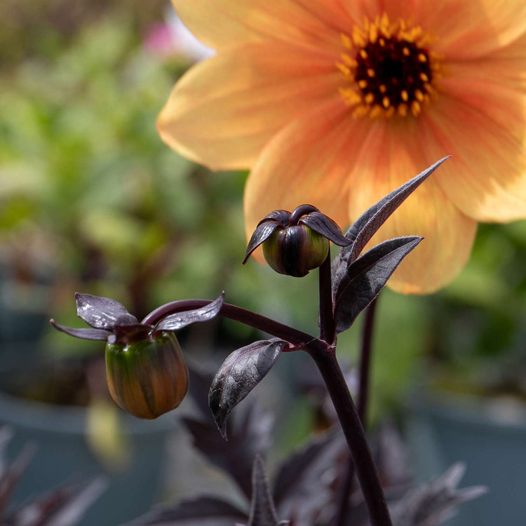 Dahlia Plant 'Mystic Spirit'