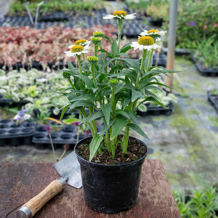 Echinacea Plant 'White Meditation'