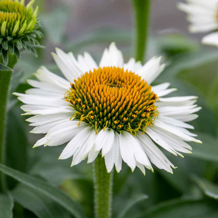 Echinacea Plant 'White Meditation'