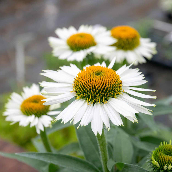 Echinacea Plant 'White Meditation'