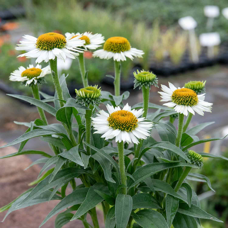 Echinacea Plant 'White Meditation'