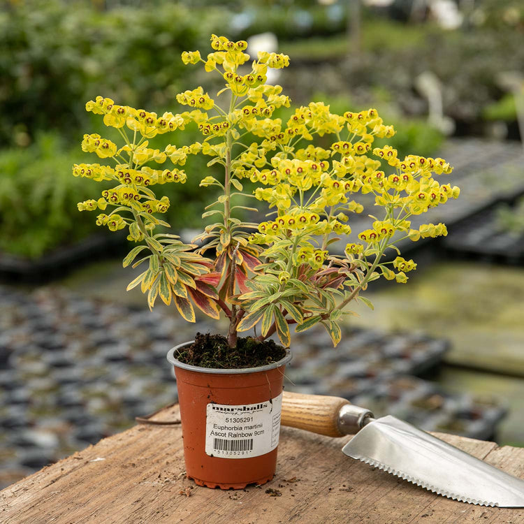 Euphorbia Plant 'Martinii Ascot Rainbow'