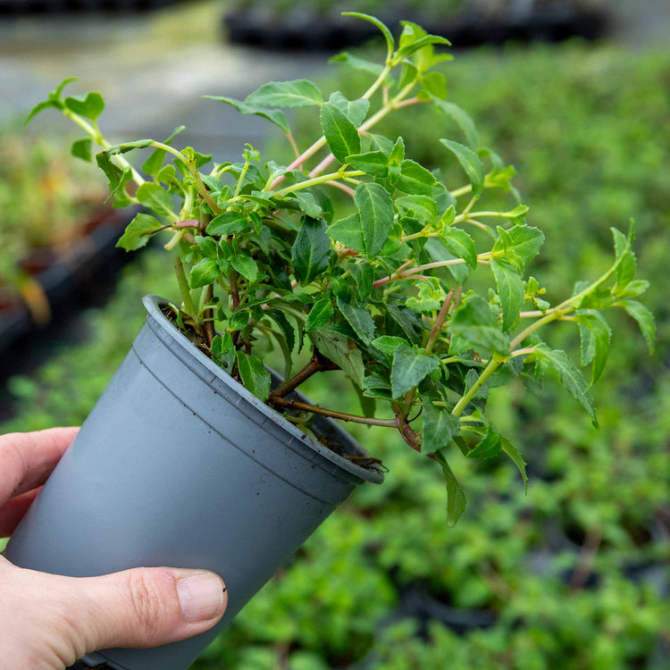 Fuchsia Hardy 'Delta Sarah'