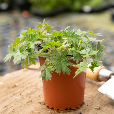 Geranium Plant 'Blushing Turtle'