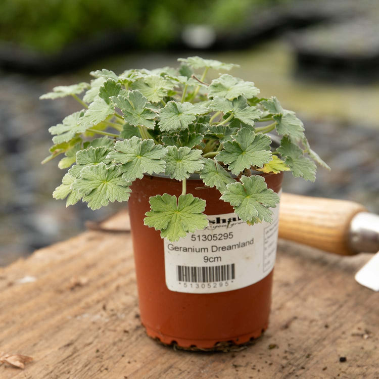 Geranium Plant 'Dreamland'