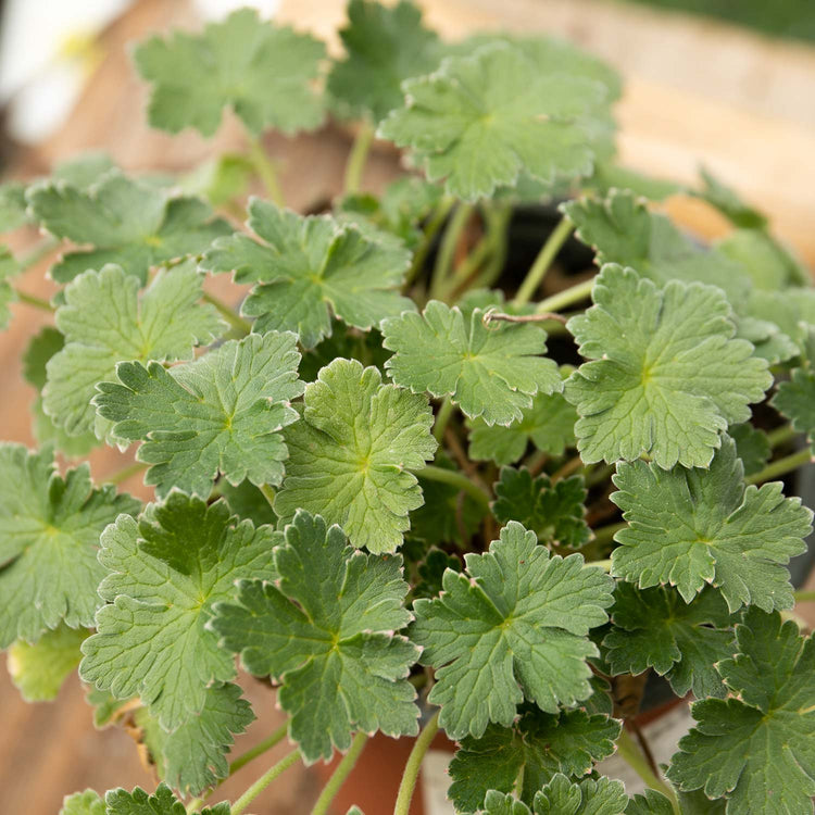 Geranium Plant 'Dreamland'