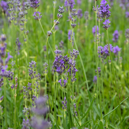 Lavender Plant 'Munstead Strain'