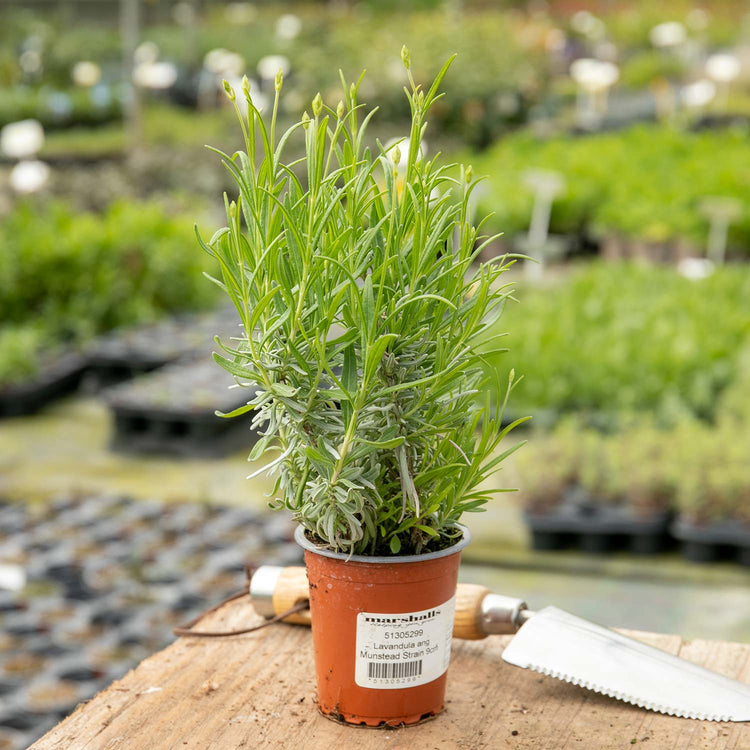 Lavender Plant 'Munstead Strain'