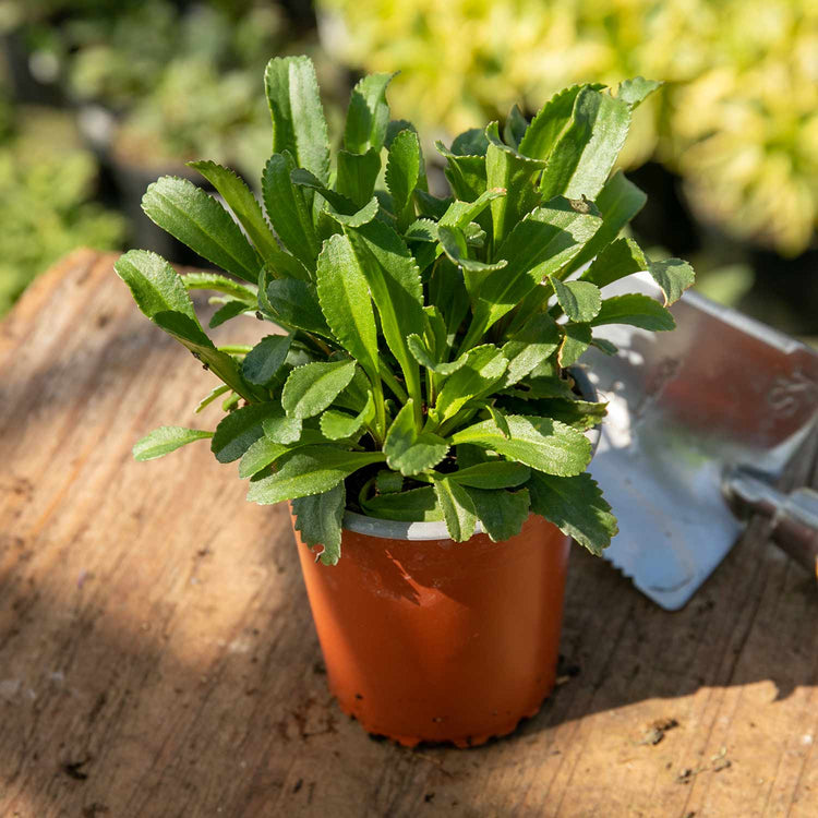 Leucanthemum Plant 'Real Charmer'