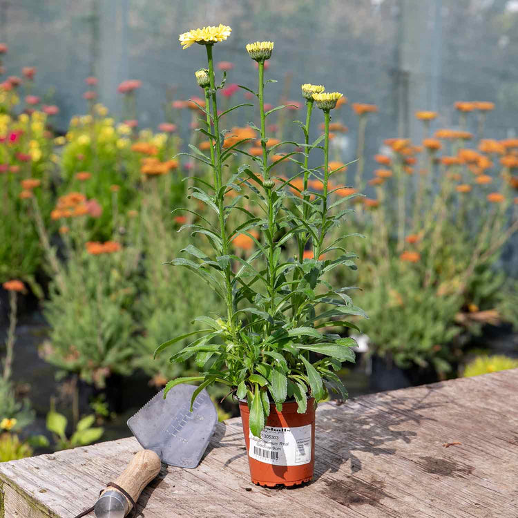 Leucanthemum Plant 'Real Goldcup'