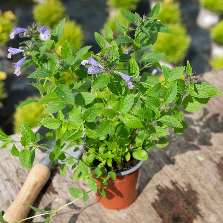 Nepeta Plant 'Blue Prelude'