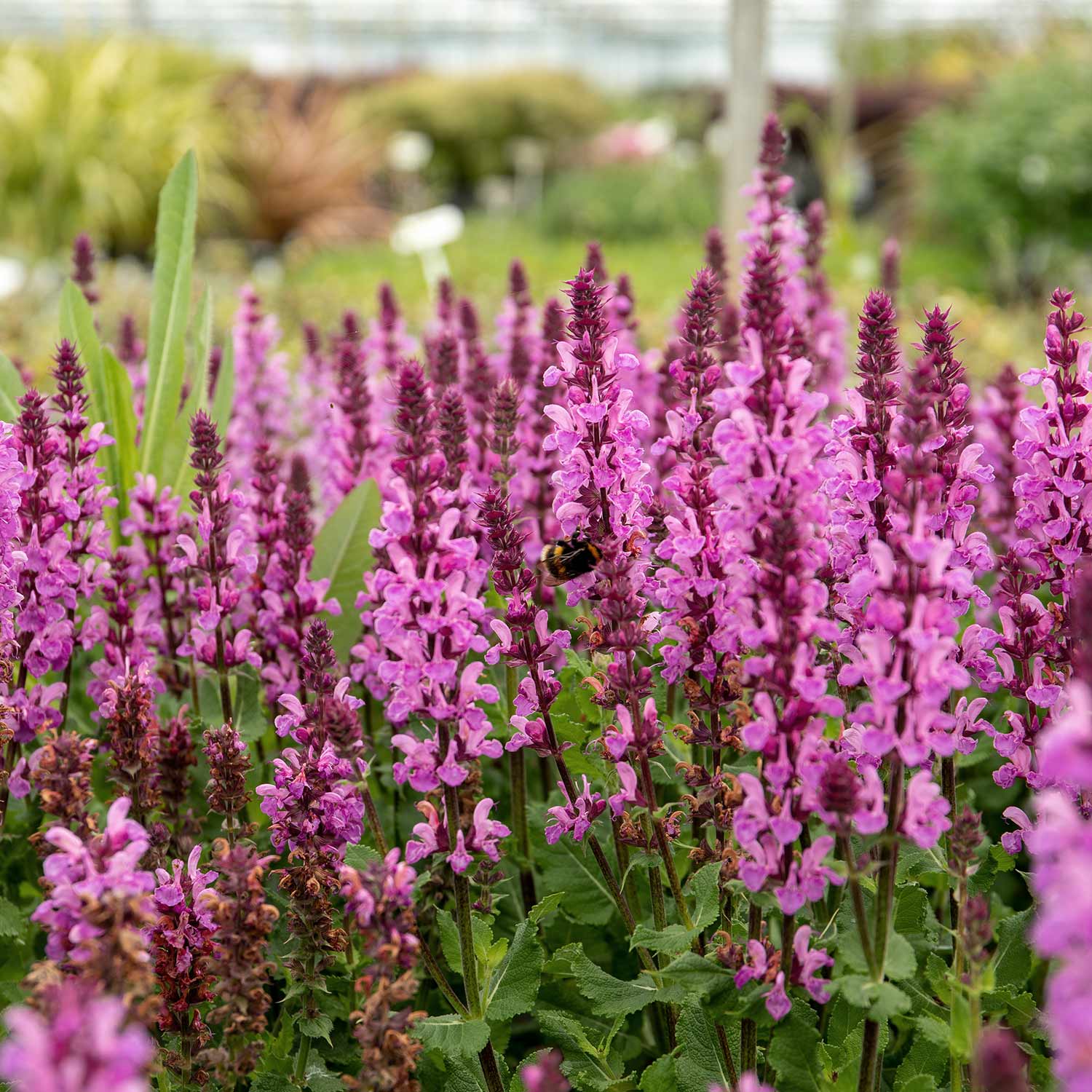 Salvia Nemerosa 'rose Marvel' - 9cm Plant 