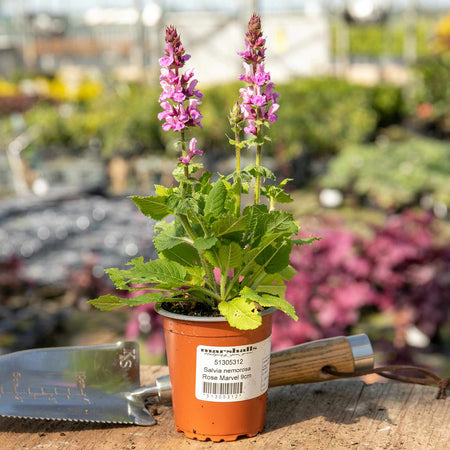 Salvia Plant 'Nemerosa Rose Marvel'