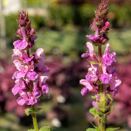 Salvia Plant 'Nemerosa Rose Marvel'