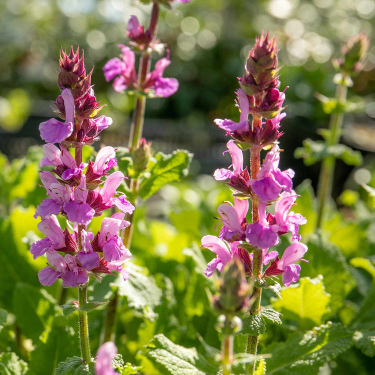 Salvia Plant 'Nemerosa Rose Marvel'