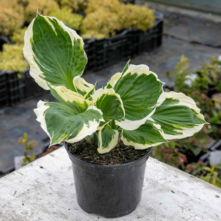 Hosta Plant 'Patriot'