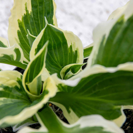 Hosta Plant 'Patriot'