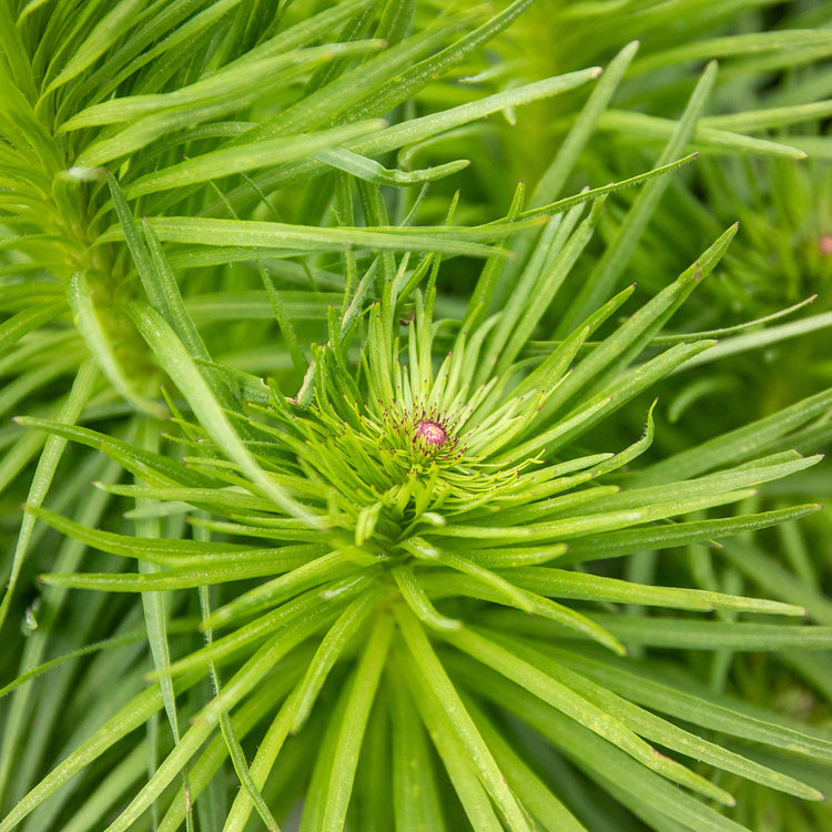 Liatris Plant 'Spicata'