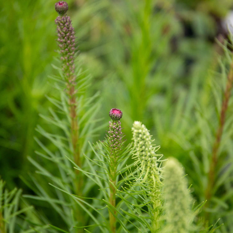 Liatris Plant 'Spicata'