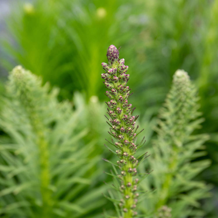 Liatris Plant 'Spicata'