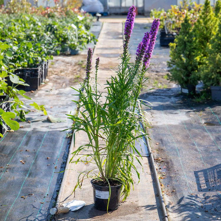 Liatris Plant 'Spicata'