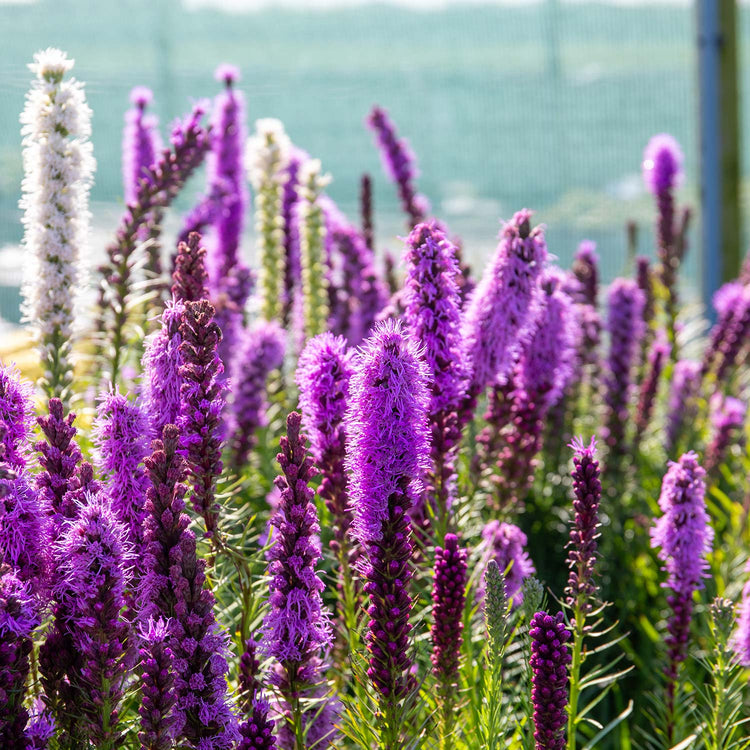 Liatris Plant 'Spicata'