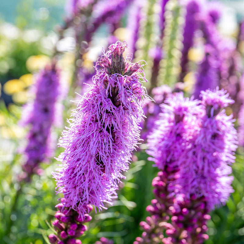 Liatris Plant 'Spicata'