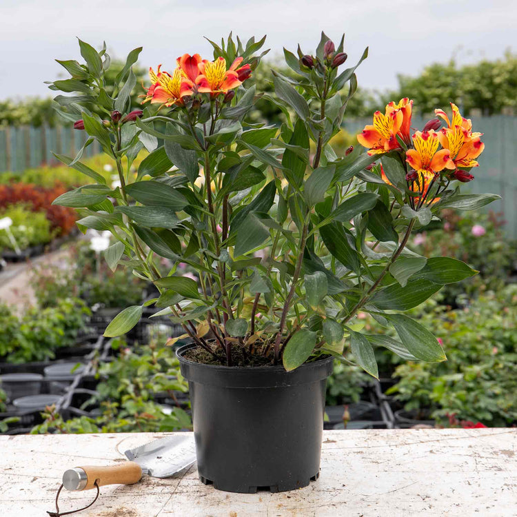 alstroemeria plants in pots Alstroemeria Plant 'Indian Summer'