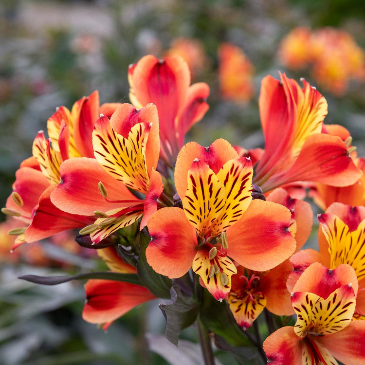 Alstroemeria Plant 'Indian Summer'