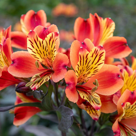 Alstroemeria Plant 'Indian Summer'