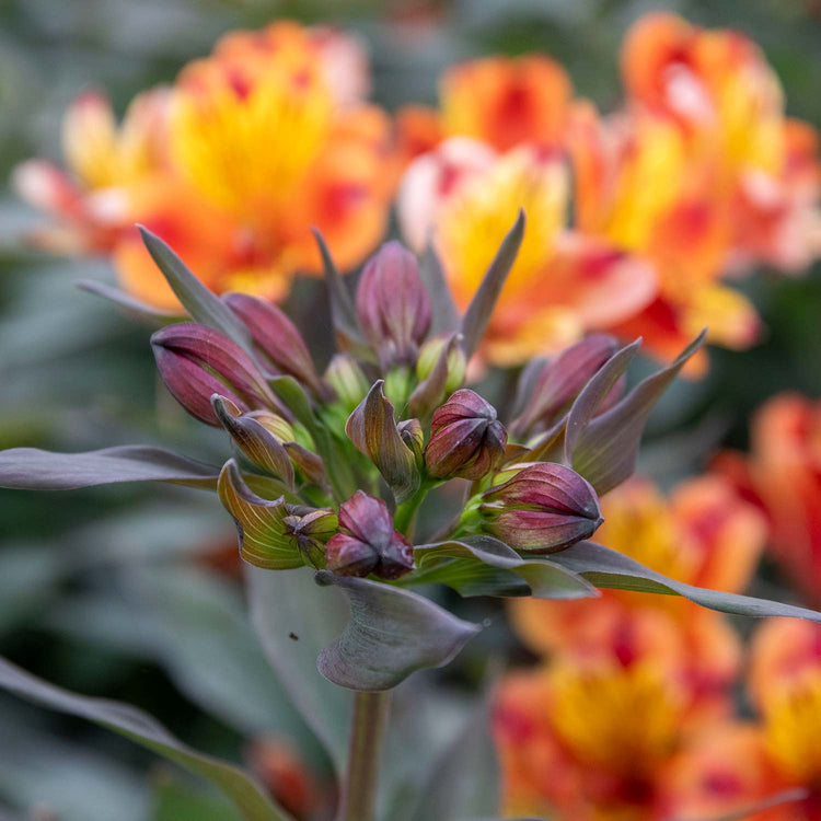 Alstroemeria Plant 'Indian Summer'