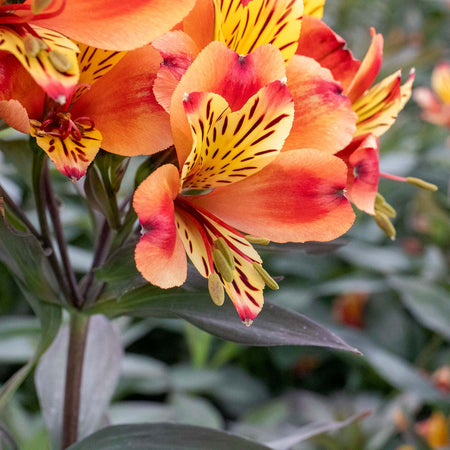 Alstroemeria Plant 'Indian Summer'