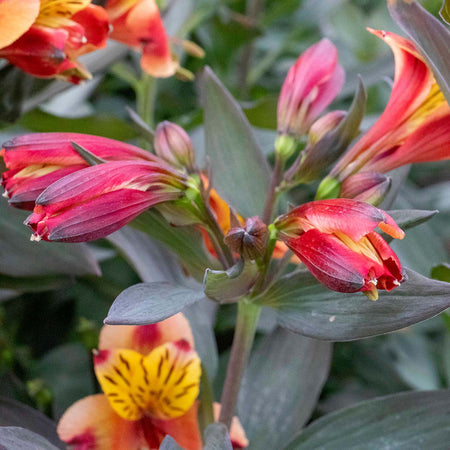 Alstroemeria Plant 'Indian Summer'